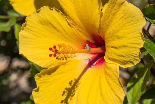 Flor de hibisco amarillo en el jardín