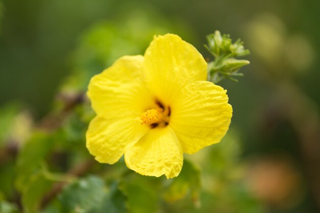 Flor de hibisco amarillo