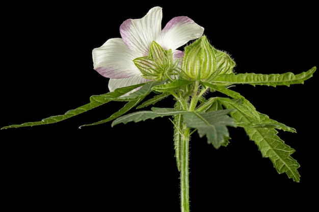 Flor de hibisco anual aislado sobre fondo negro