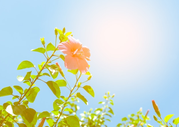 la flor de hibisco y el árbol con el sol en el fondo del cielo