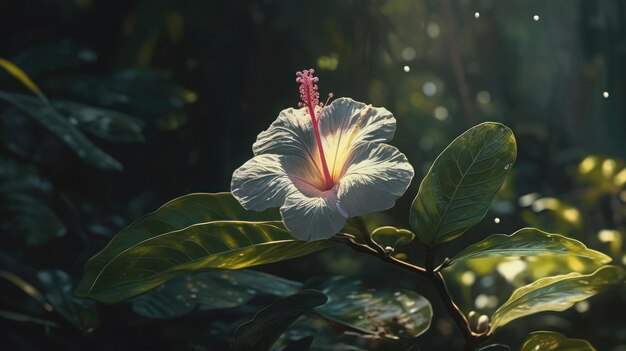 Una flor de hibisco blanco con un fondo verde