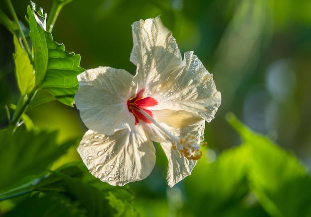 Flor de hibisco blanco a la luz de la mañana