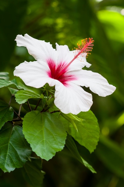 Flor de hibisco blanco