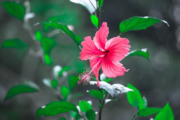 Flor de hibisco en la familia de la malva Malvaceae Hibiscus rosasinensis conocida como flor de zapato