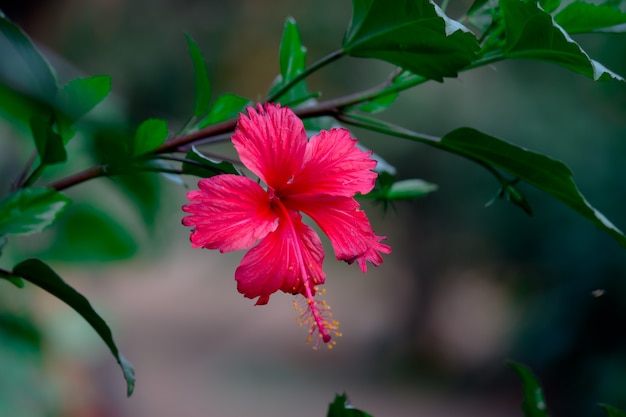 Flor de hibisco en la familia de la malva Malvaceae Hibiscus rosasinensis conocida como flor de zapato