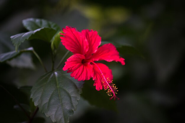 Flor de hibisco en la familia de la malva Malvaceae Hibiscus rosasinensis conocida como la flor del zapato