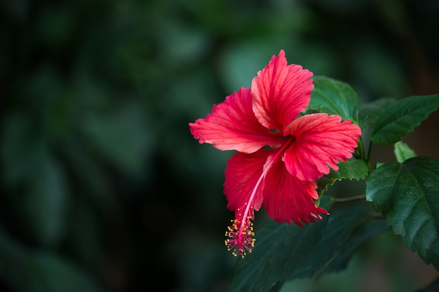 Flor de hibisco en la familia de la malva Malvaceae Hibiscus rosasinensis conocida como la flor del zapato