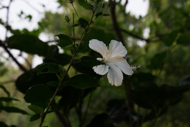 Flor de hibisco en la familia de la malva Malvaceae Hibiscus rosasinensis conocida como la flor del zapato