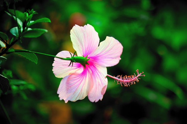 Flor de hibisco en la familia de las malvas Malvaceae en flor