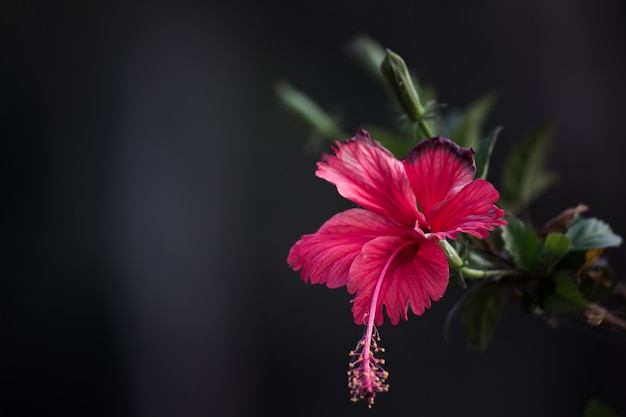 Flor de hibisco en la familia de las malvas Malvaceae Hibiscus rosasinensis conocido Shoe Flower