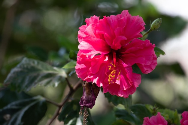 La flor del hibisco en flor en un día soleado en Lima, Perú