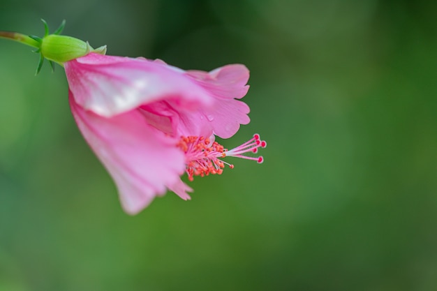 Foto flor de hibisco en flor en el jardín. enfoque selectivo