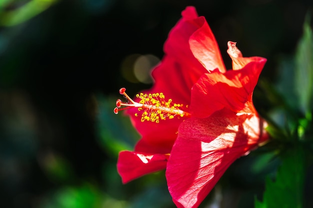 Flor de hibisco floreciente hermosa rosa