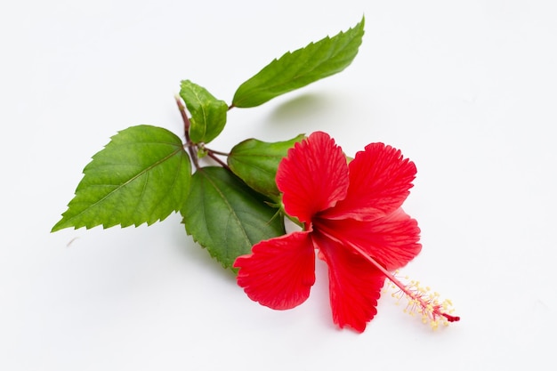 Flor de hibisco con hojas en blanco