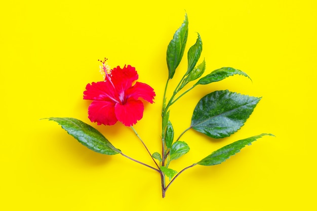 Flor de hibisco con hojas sobre fondo amarillo.