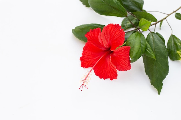 Flor de hibisco con hojas sobre fondo blanco.