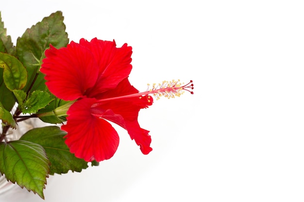 Flor de hibisco con hojas sobre fondo blanco.