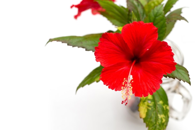 Flor de hibisco con hojas sobre fondo blanco.