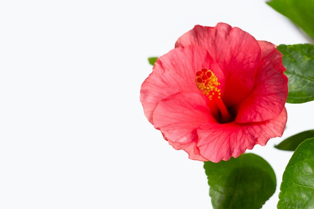 Flor de hibisco con hojas sobre fondo blanco.