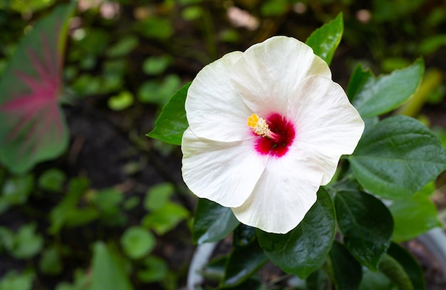 Flor de hibisco con hojas verdes