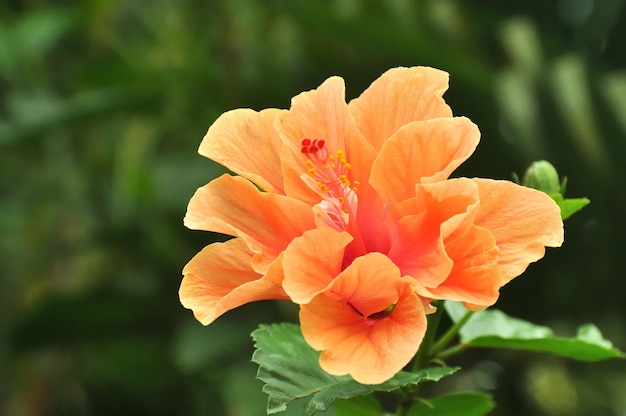 Foto una flor de hibisco naranja brillante con un centro rojo.