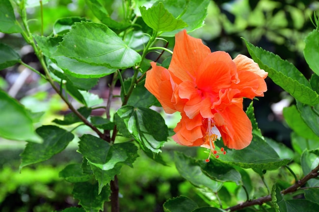 Flor de hibisco naranja que florece en el fondo verde de la naturaleza