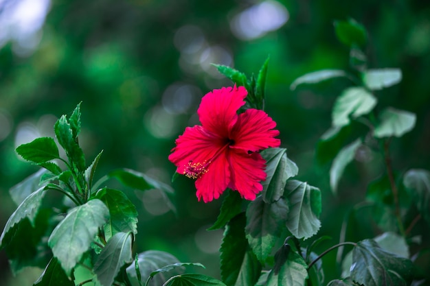 Flor de hibisco en plena floración en el jardín en un día soleado