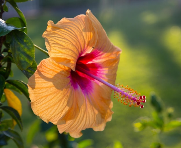 Flor de hibisco retroiluminada en el jardín