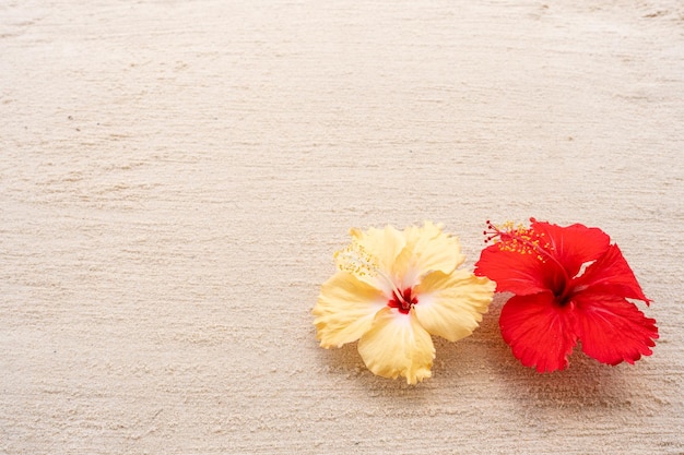 Una flor de hibisco roja y amarilla sobre un fondo beige