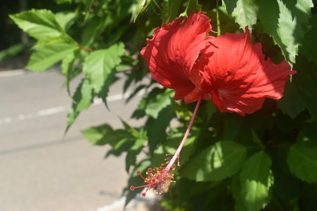 Foto una flor de hibisco roja