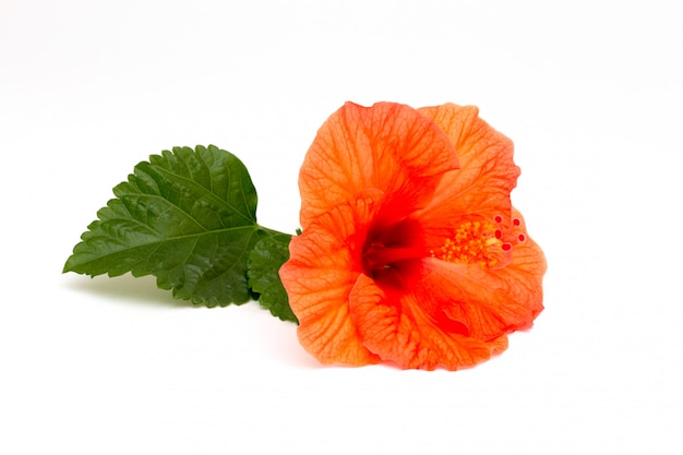 Flor de hibisco rojo brillante con hoja verde sobre fondo blanco.