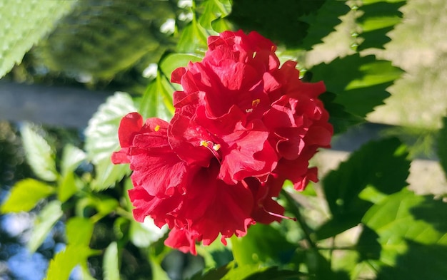 Una flor de hibisco rojo con hojas verdes