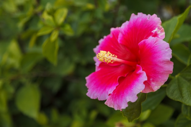 Flor de hibisco rojo en jardín tropical