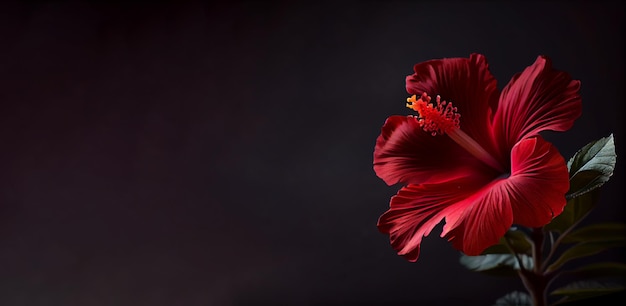 Flor de hibisco rojo oscuro en fondo negro