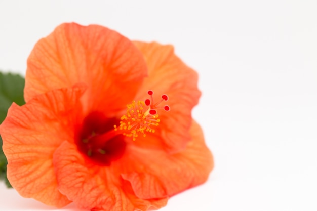 Flor de hibisco rojo sobre fondo blanco.