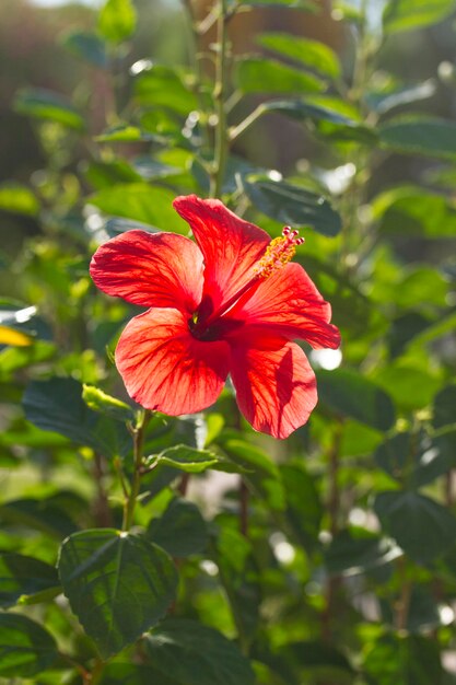 Flor de hibisco rojo en Turquía