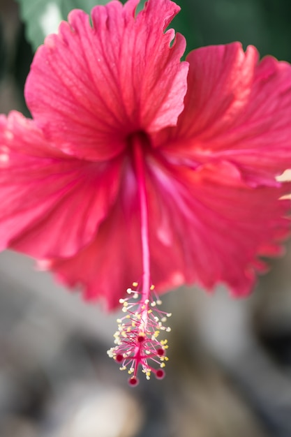 Flor de hibisco rojo