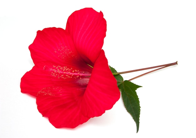 Flor de hibisco rojo