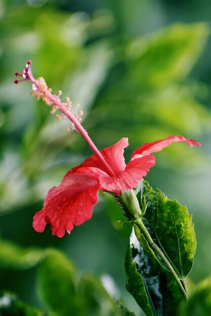 Flor de hibisco rojo