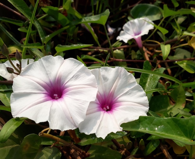 flor de hibisco rosa en el campo