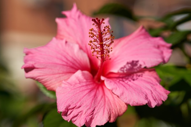 Flor de hibisco rosa en un día soleado