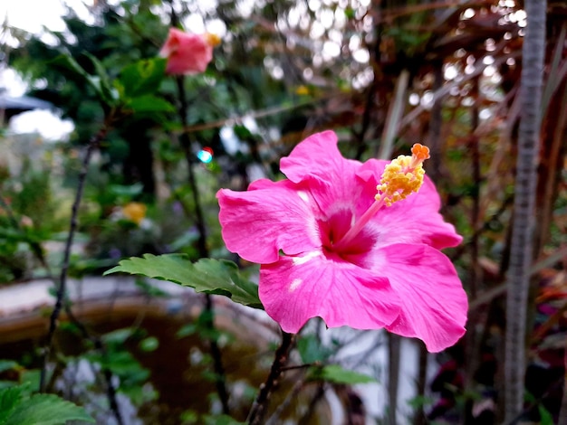 Flor de hibisco rosa en el jardín