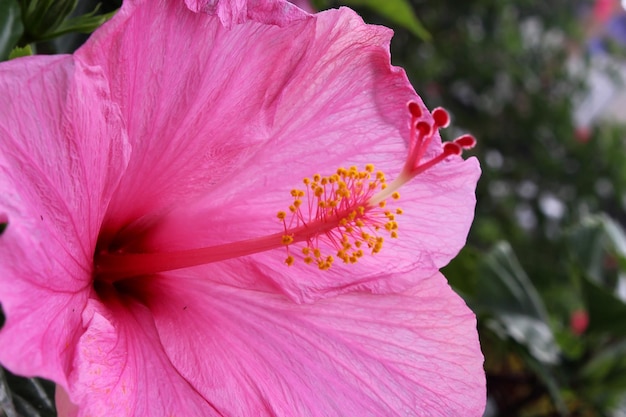 flor de hibisco rosa en el jardín