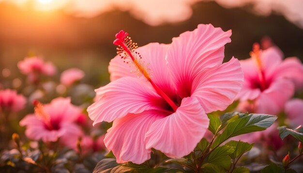 una flor de hibisco rosa con la puesta de sol en el fondo