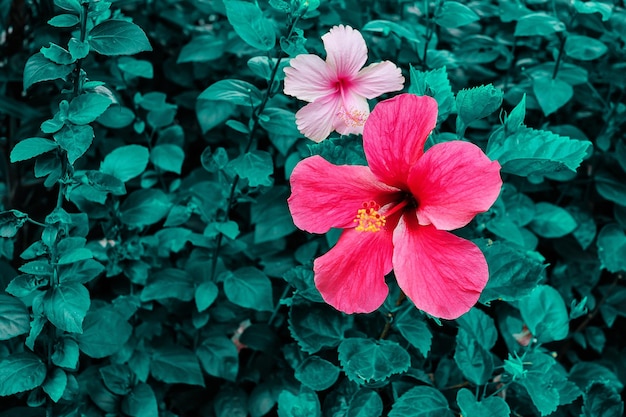 Foto flor de hibisco rosa que florece en el fondo de la naturaleza