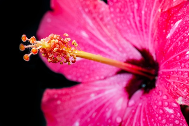 Flor de hibisco rosa sobre superficie negra.