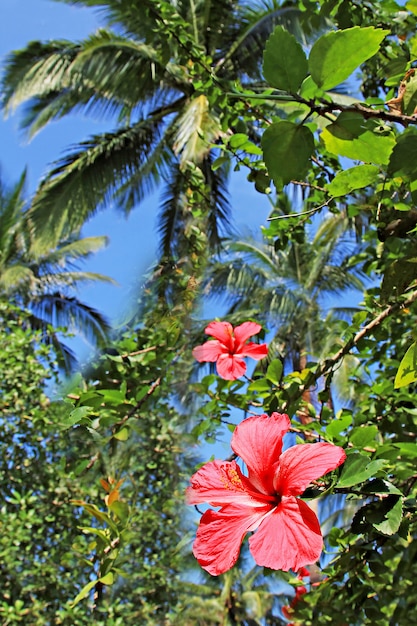 Foto flor de hibisco en la selva.