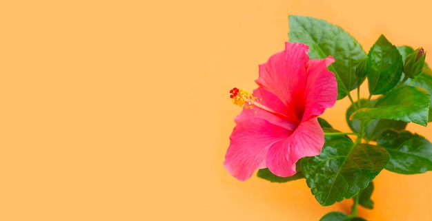 Flor de hibisco sobre fondo naranja