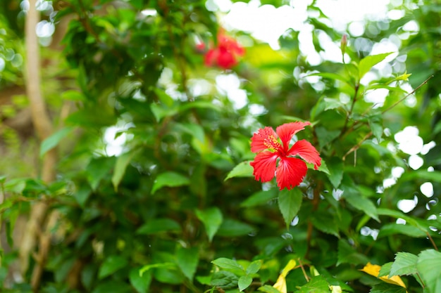 Flor de hibisco tropical rojo en un jardín verde