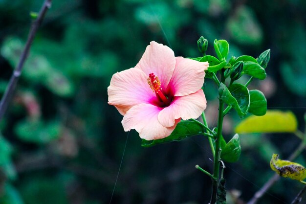 Foto flor de hibisco